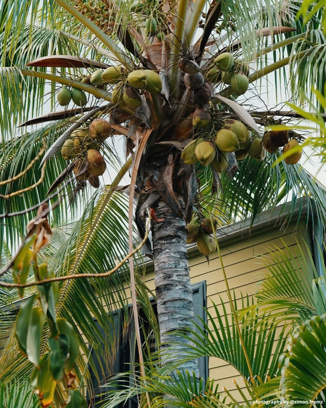 Cocotier dans un jardin tropical à La Réunion